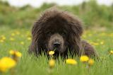 DOGUE DU TIBET 255